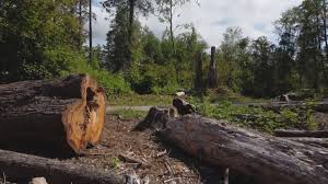 How Our Tree Care Process Works  in Haleiwa, HI